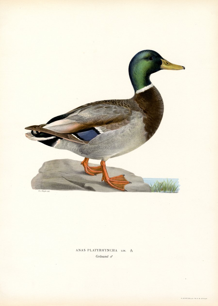Yeşilbaş (renkli taş) by Magnus Ferdinand and Wilhelm von Wright