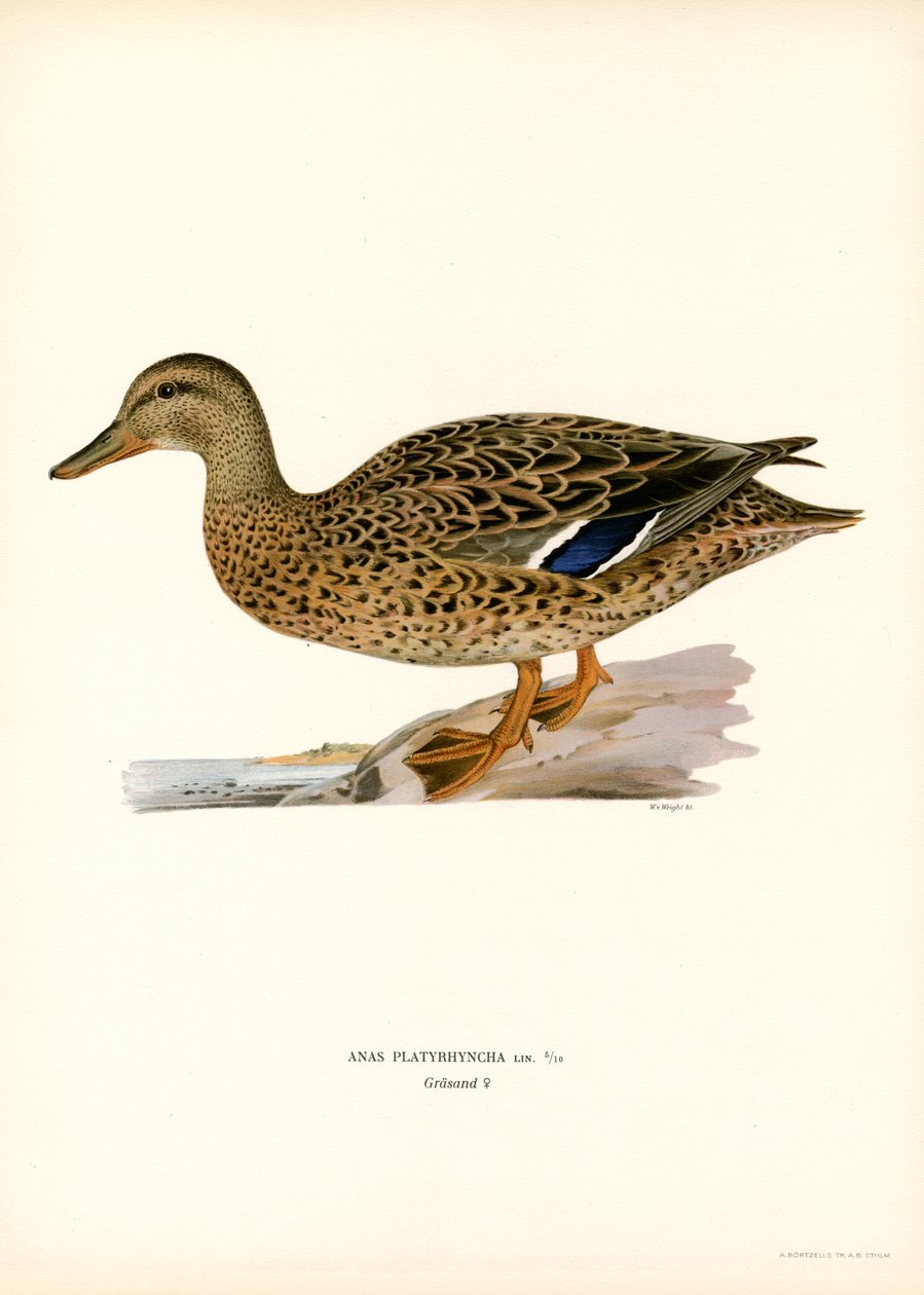 Yeşilbaş (renkli taş) by Magnus Ferdinand and Wilhelm von Wright