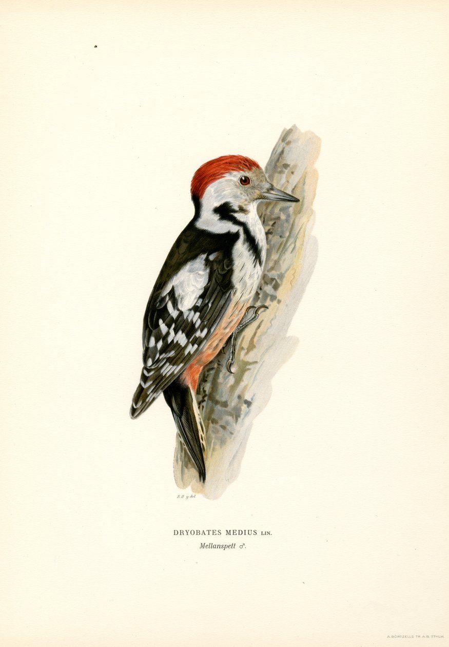 Orta Benekli Ağaçkakan (renkli taş) by Magnus Ferdinand and Wilhelm von Wright