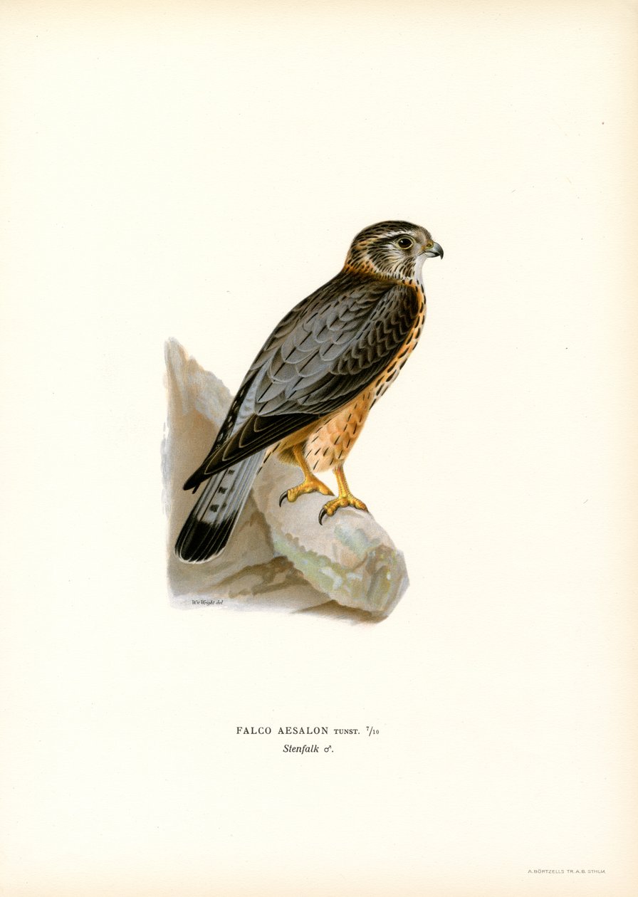 Merlin (renkli taş) by Magnus Ferdinand and Wilhelm von Wright