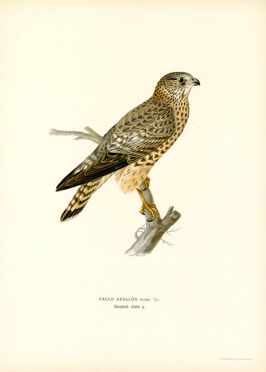 Merlin (renkli taş) by Magnus Ferdinand and Wilhelm von Wright