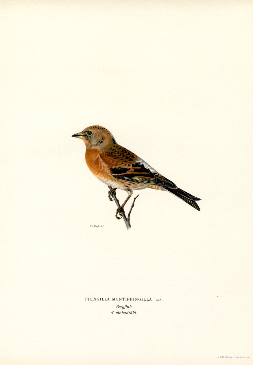 Dağ İspinozu (renkli taş) by Magnus Ferdinand and Wilhelm von Wright