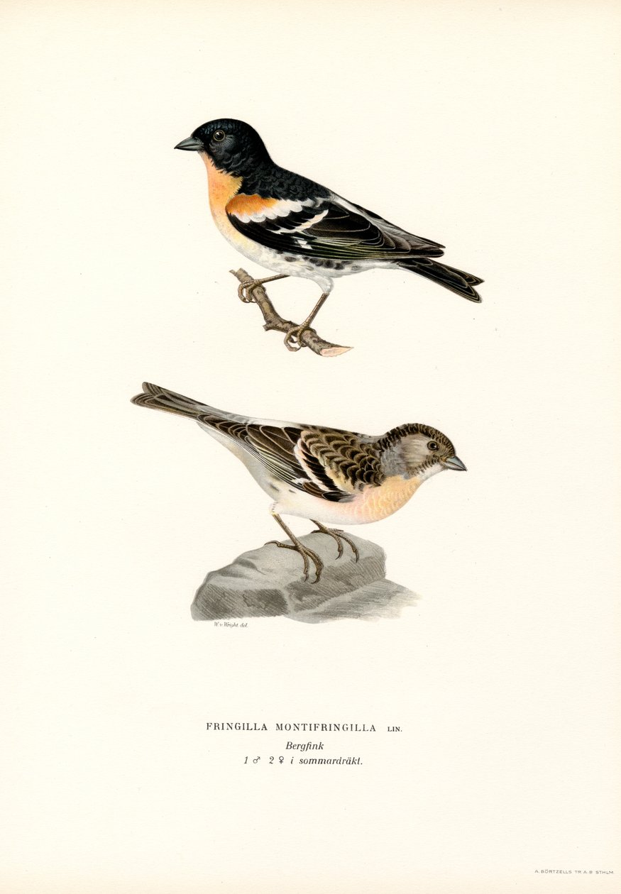 Dağ İspinozu (renkli taş) by Magnus Ferdinand and Wilhelm von Wright