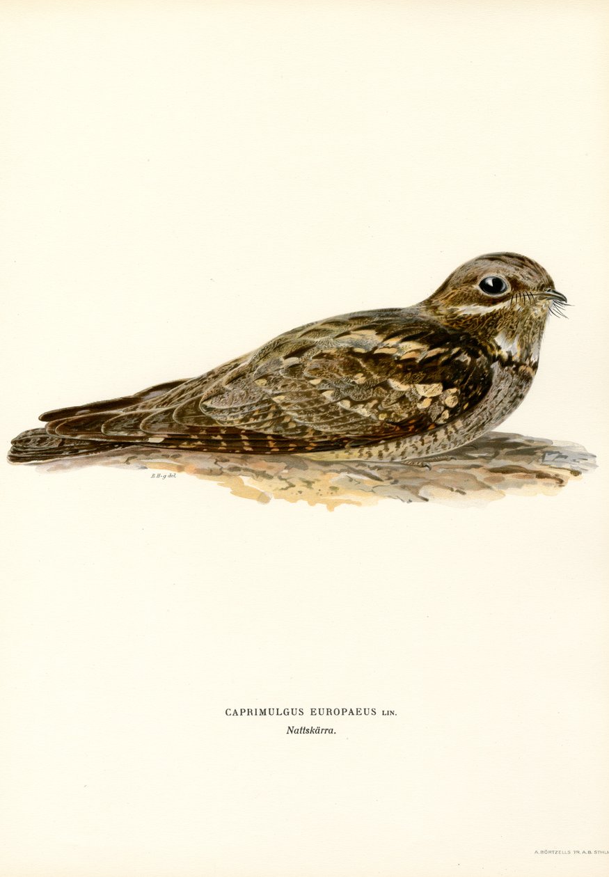 Nightjar (renk üyeleri) by Magnus Ferdinand and Wilhelm von Wright