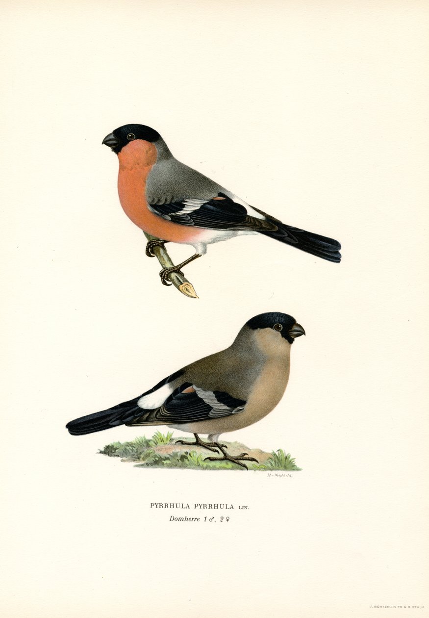 Kuzey Avrasya Şakrak Kuşu (renkli taş) by Magnus Ferdinand and Wilhelm von Wright