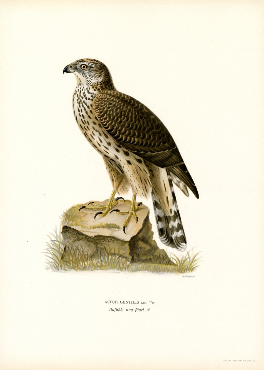 Kuzey Çakır kuşu (renkli taş) by Magnus Ferdinand and Wilhelm von Wright