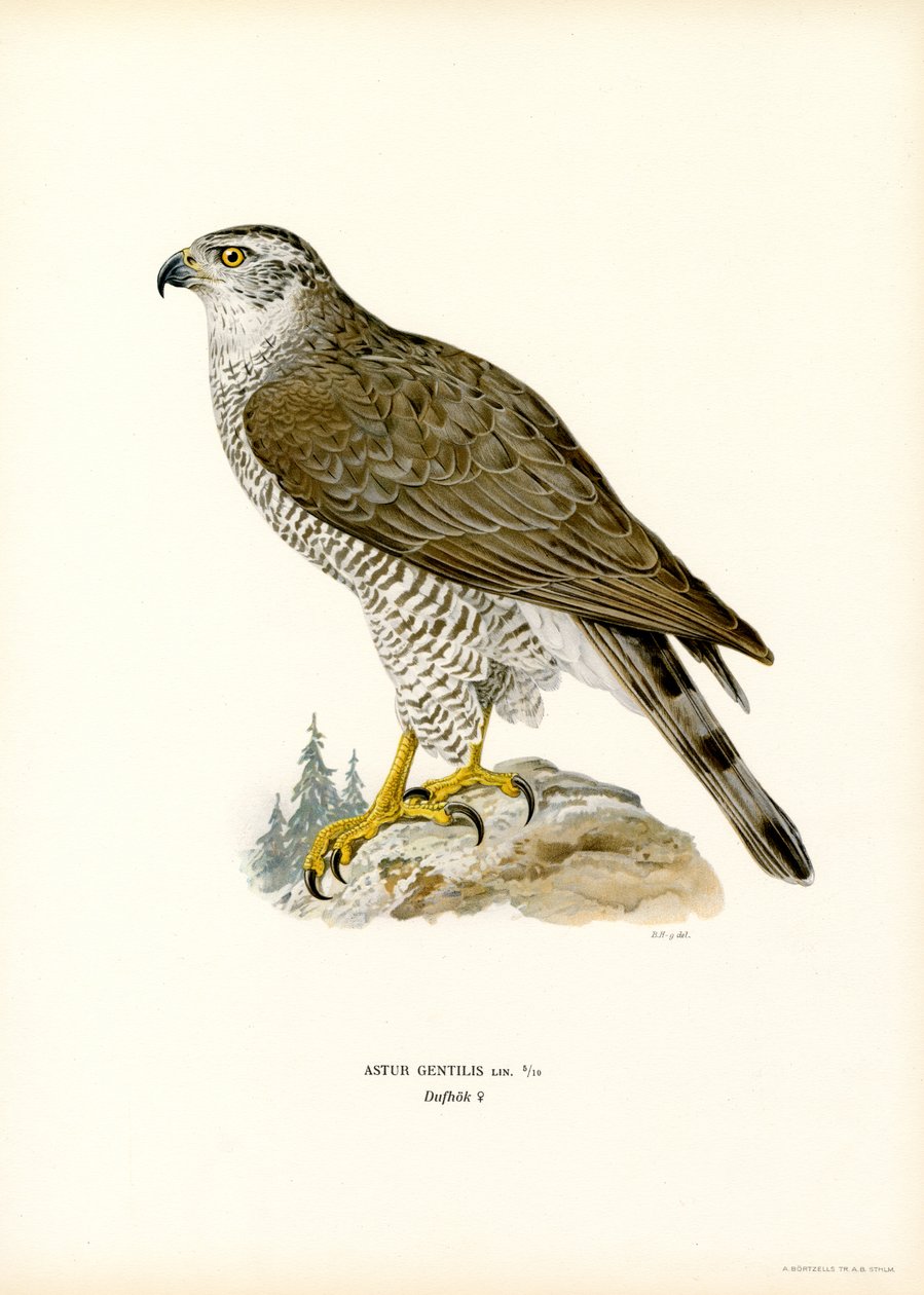 Kuzey Çakır kuşu (renkli taş) by Magnus Ferdinand and Wilhelm von Wright