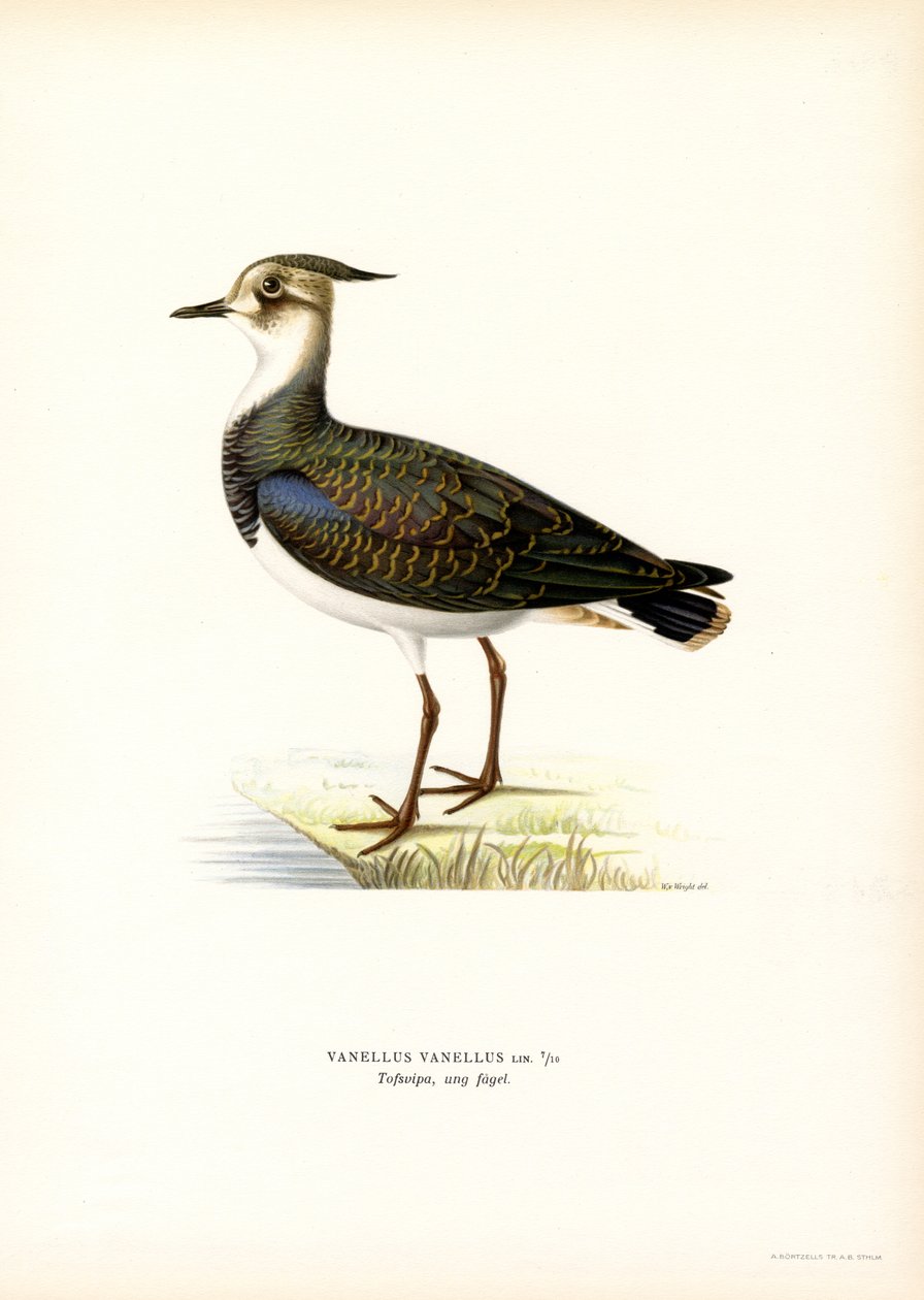 Kuzey Kız Kuşu (renkli lito) by Magnus Ferdinand and Wilhelm von Wright
