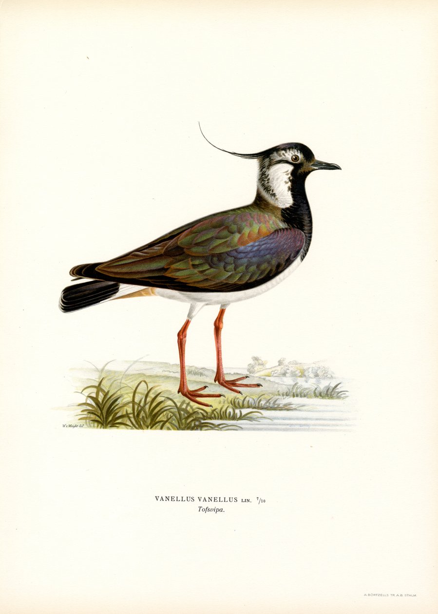 Kuzey Kız Kuşu (renkli lito) by Magnus Ferdinand and Wilhelm von Wright