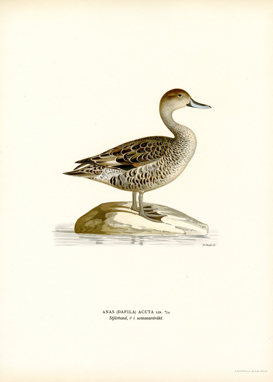 Kuzey Kılkuyruk (renkli lito) by Magnus Ferdinand and Wilhelm von Wright