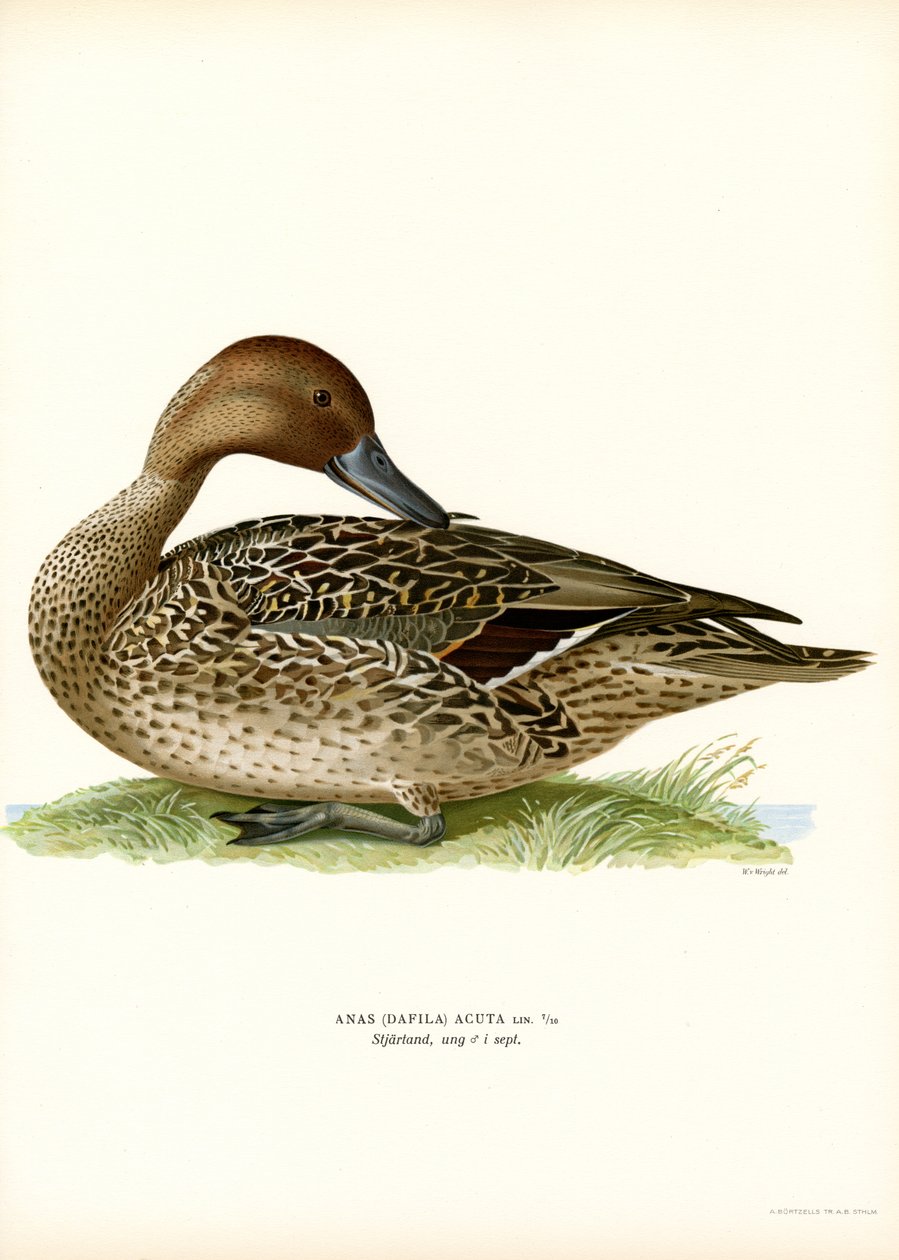 Kuzey Kılkuyruk (renkli lito) by Magnus Ferdinand and Wilhelm von Wright
