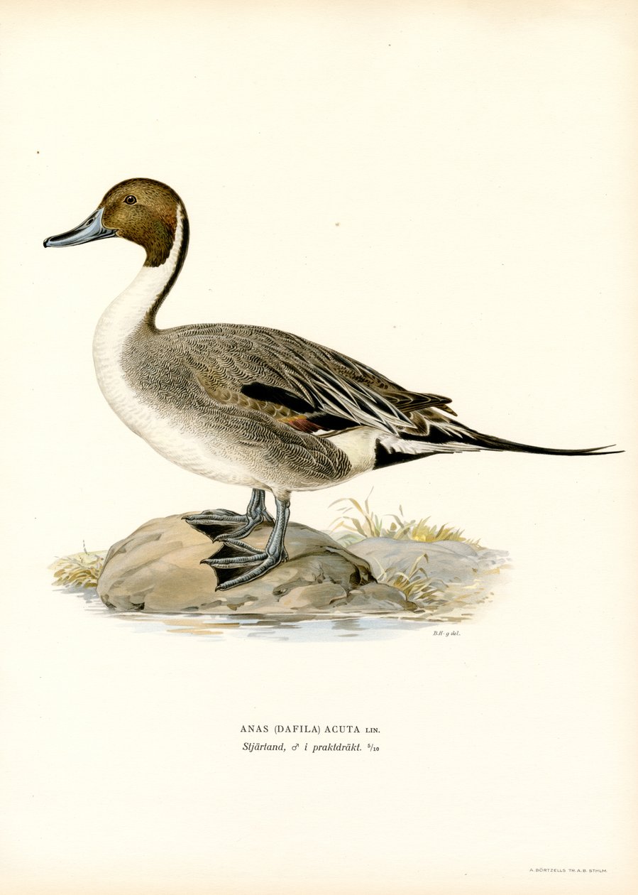 Kuzey Kılkuyruk (renkli lito) by Magnus Ferdinand and Wilhelm von Wright