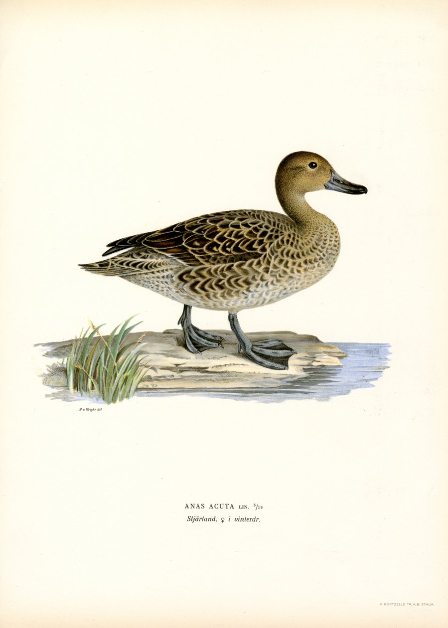 Kuzey Kılkuyruk (renkli lito) by Magnus Ferdinand and Wilhelm von Wright