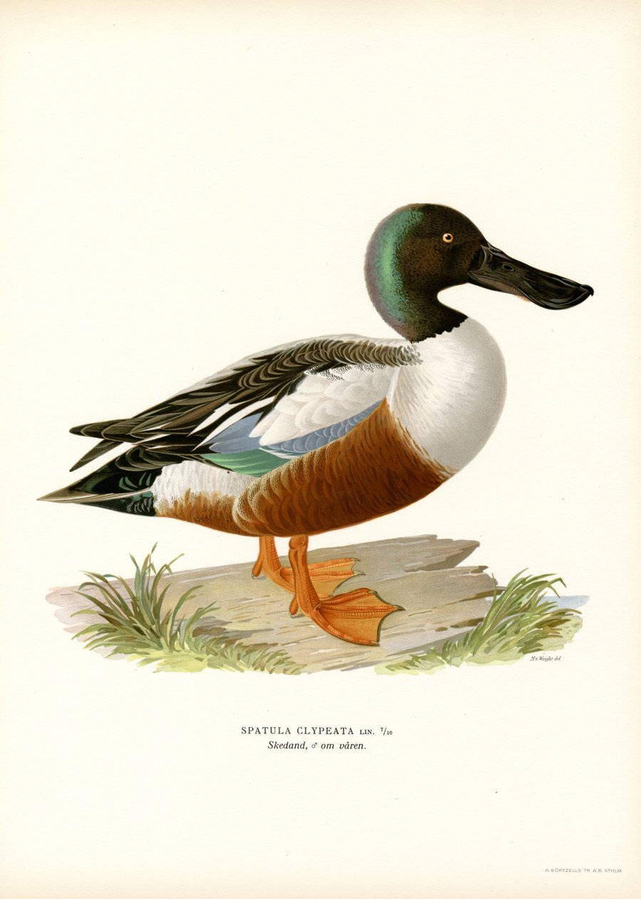 Kuzey Kürek (renkli taş) by Magnus Ferdinand and Wilhelm von Wright