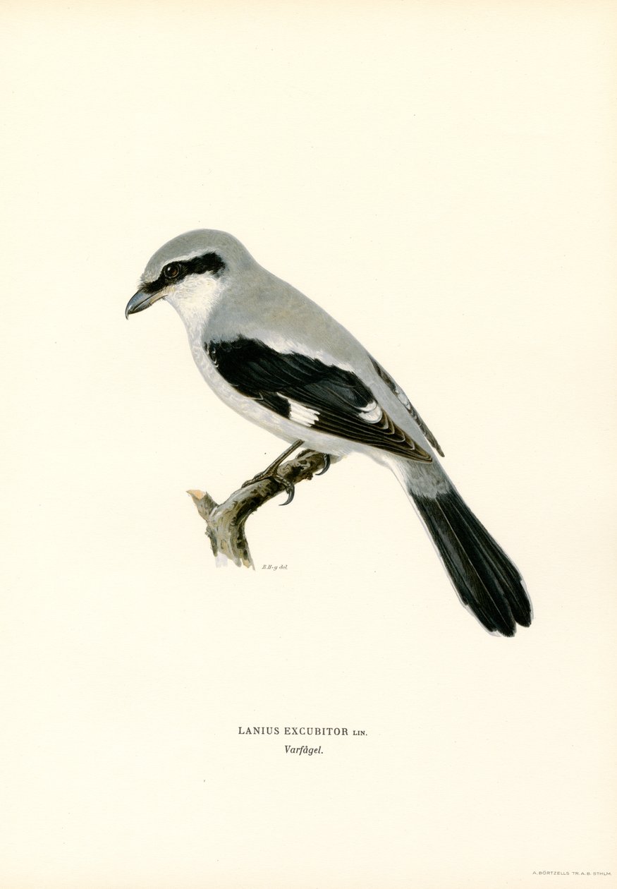 Kuzey Shrike (renkli taş) by Magnus Ferdinand and Wilhelm von Wright