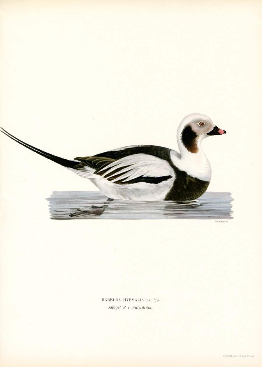 Oldsquaw Duck (renkli taş) by Magnus Ferdinand and Wilhelm von Wright