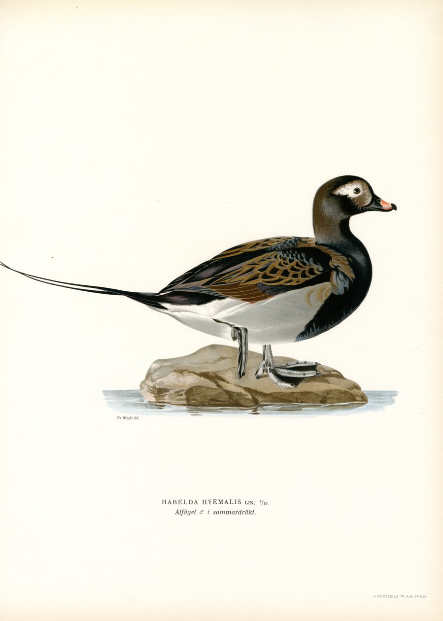 Oldsquaw Duck (renkli taş) by Magnus Ferdinand and Wilhelm von Wright