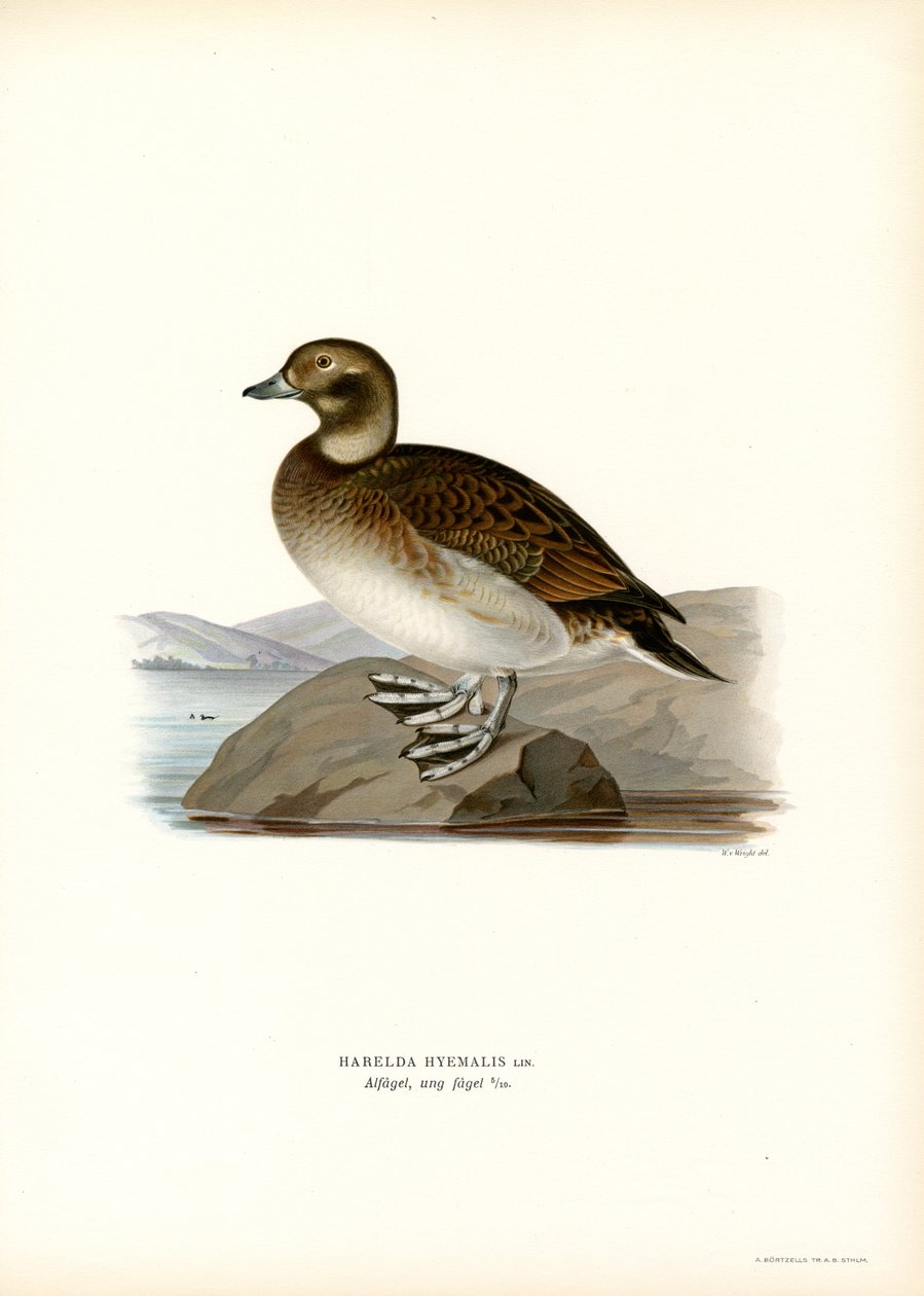 Oldsquaw Duck (renkli taş) by Magnus Ferdinand and Wilhelm von Wright