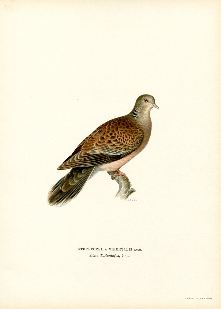 Doğu Kaplumbağa Güvercini (renkli taş) by Magnus Ferdinand and Wilhelm von Wright