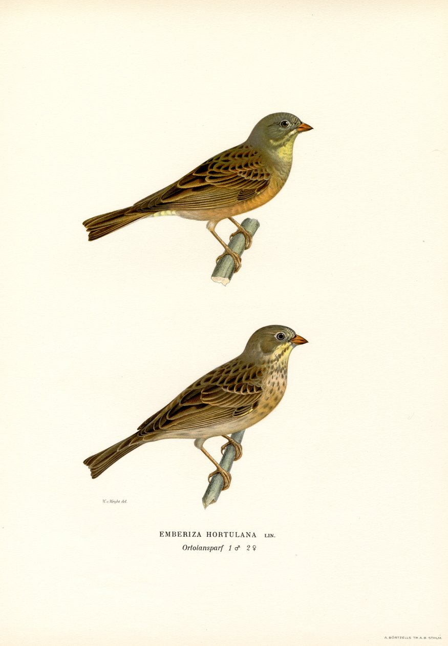 Ortolan Bunting (renkli taş) by Magnus Ferdinand and Wilhelm von Wright