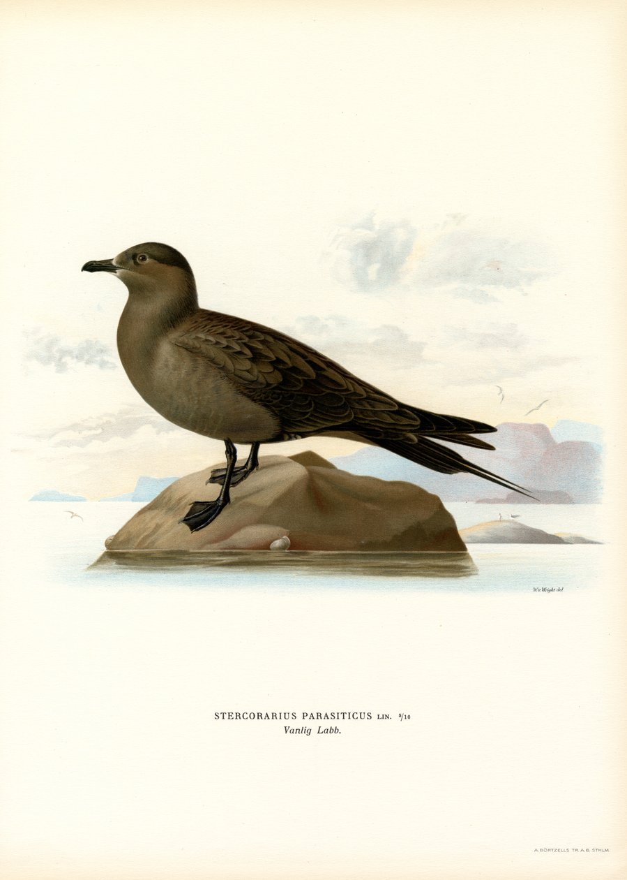 Parazit Jaeger (renkli taş) by Magnus Ferdinand and Wilhelm von Wright