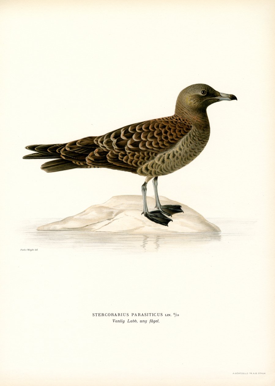 Parazit Jaeger (renkli taş) by Magnus Ferdinand and Wilhelm von Wright