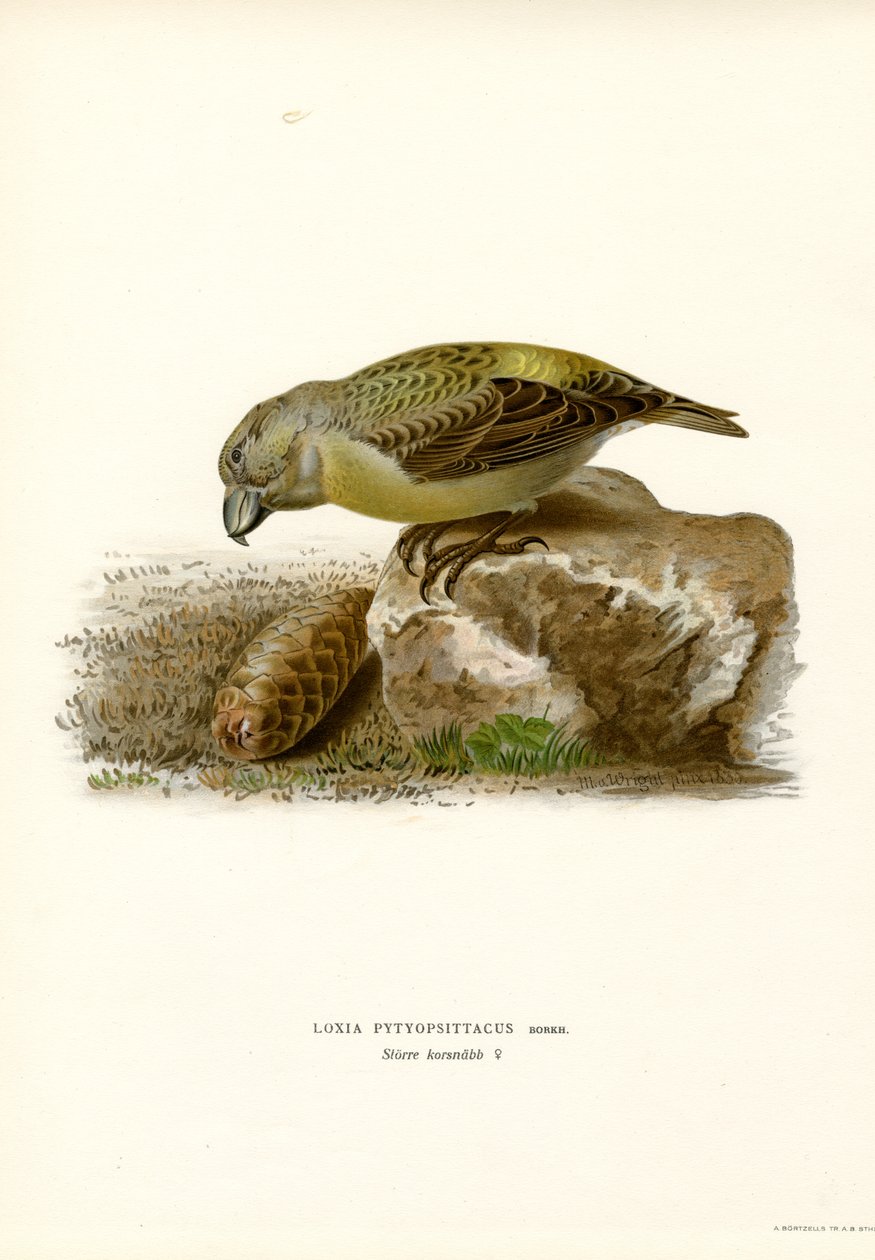Parrot Crossbill (renkli taş) by Magnus Ferdinand and Wilhelm von Wright