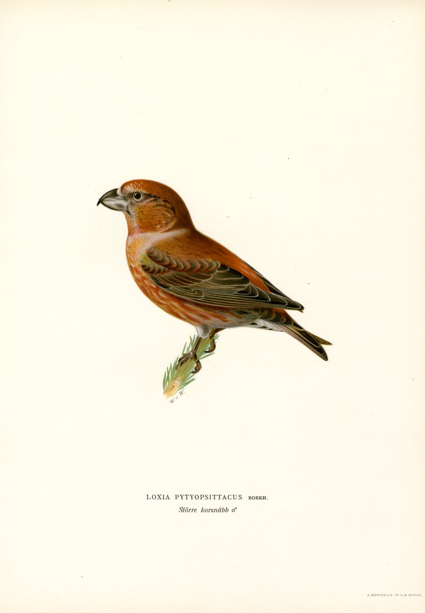 Parrot Crossbill (renkli taş) by Magnus Ferdinand and Wilhelm von Wright