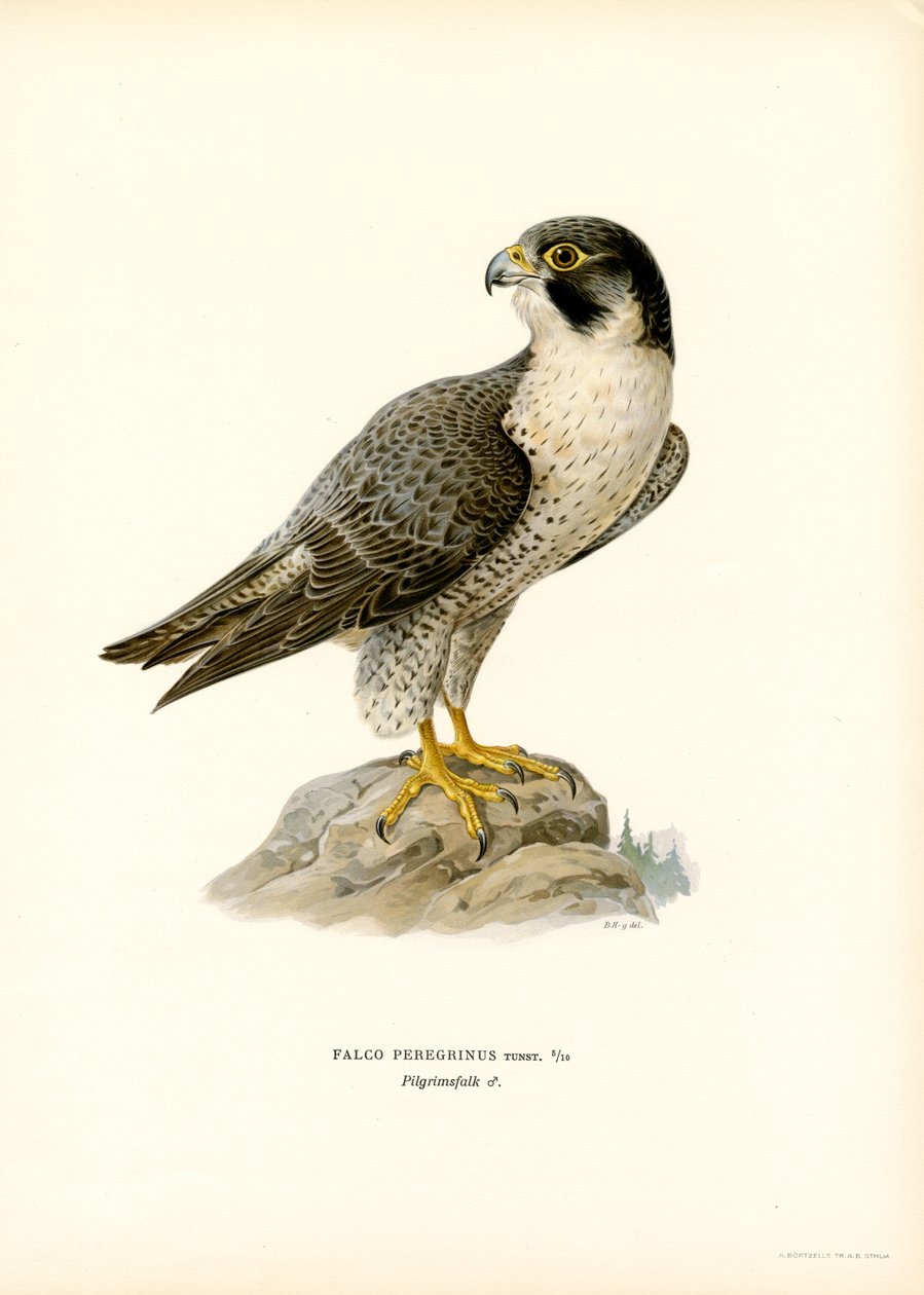 Peregrine Falcon (renkli taş) by Magnus Ferdinand and Wilhelm von Wright
