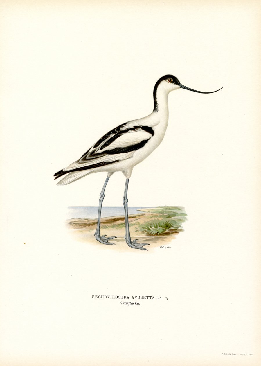 Alaca Avocet (renkli lito) by Magnus Ferdinand and Wilhelm von Wright