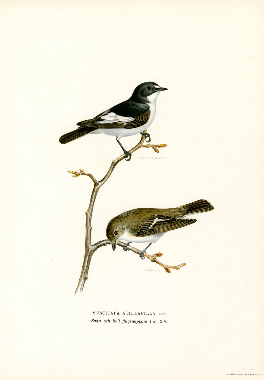 Alaca Sinekkapan (renkli lito) by Magnus Ferdinand and Wilhelm von Wright