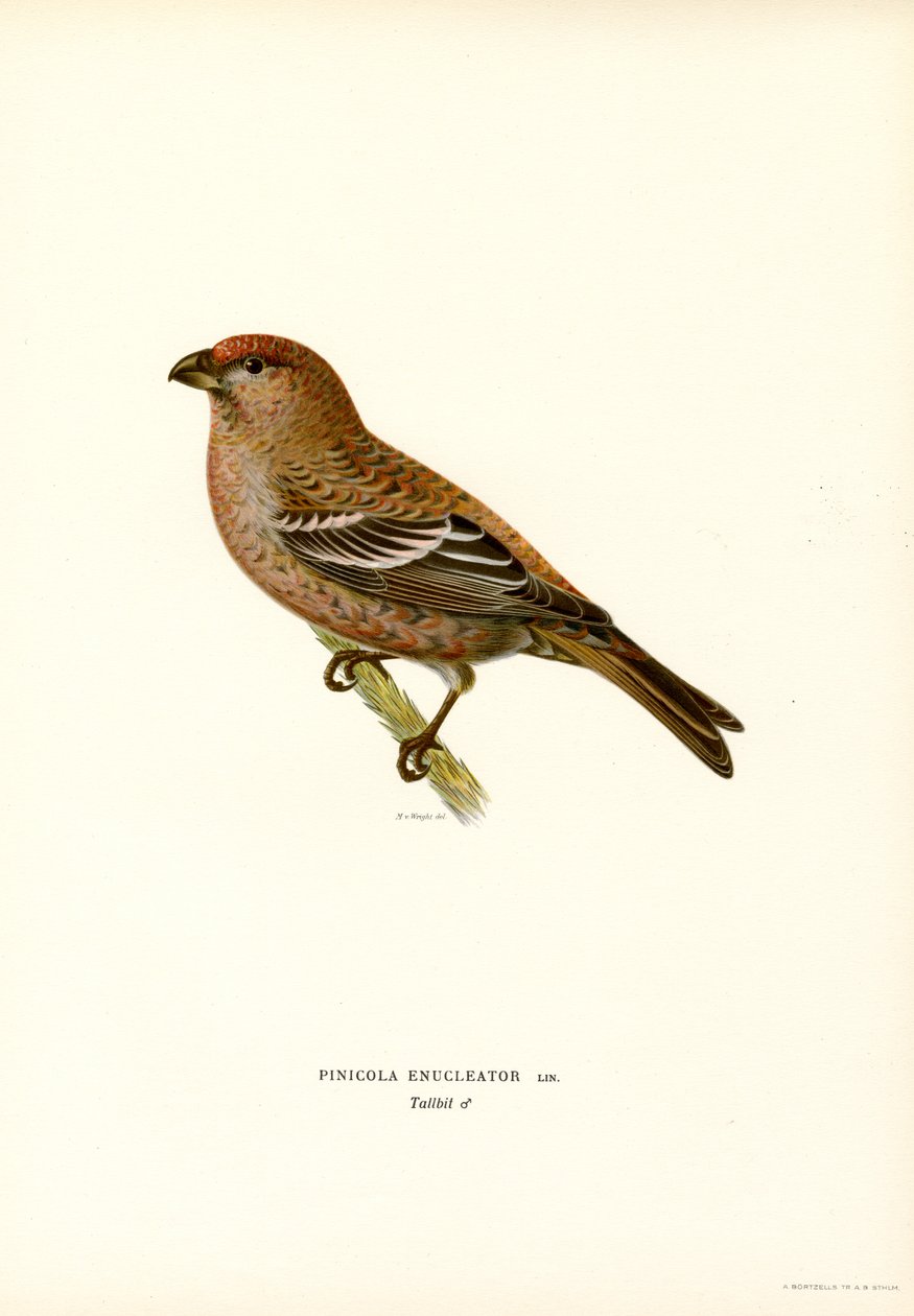 Çam Şakrak Kuşu (renkli lito) by Magnus Ferdinand and Wilhelm von Wright