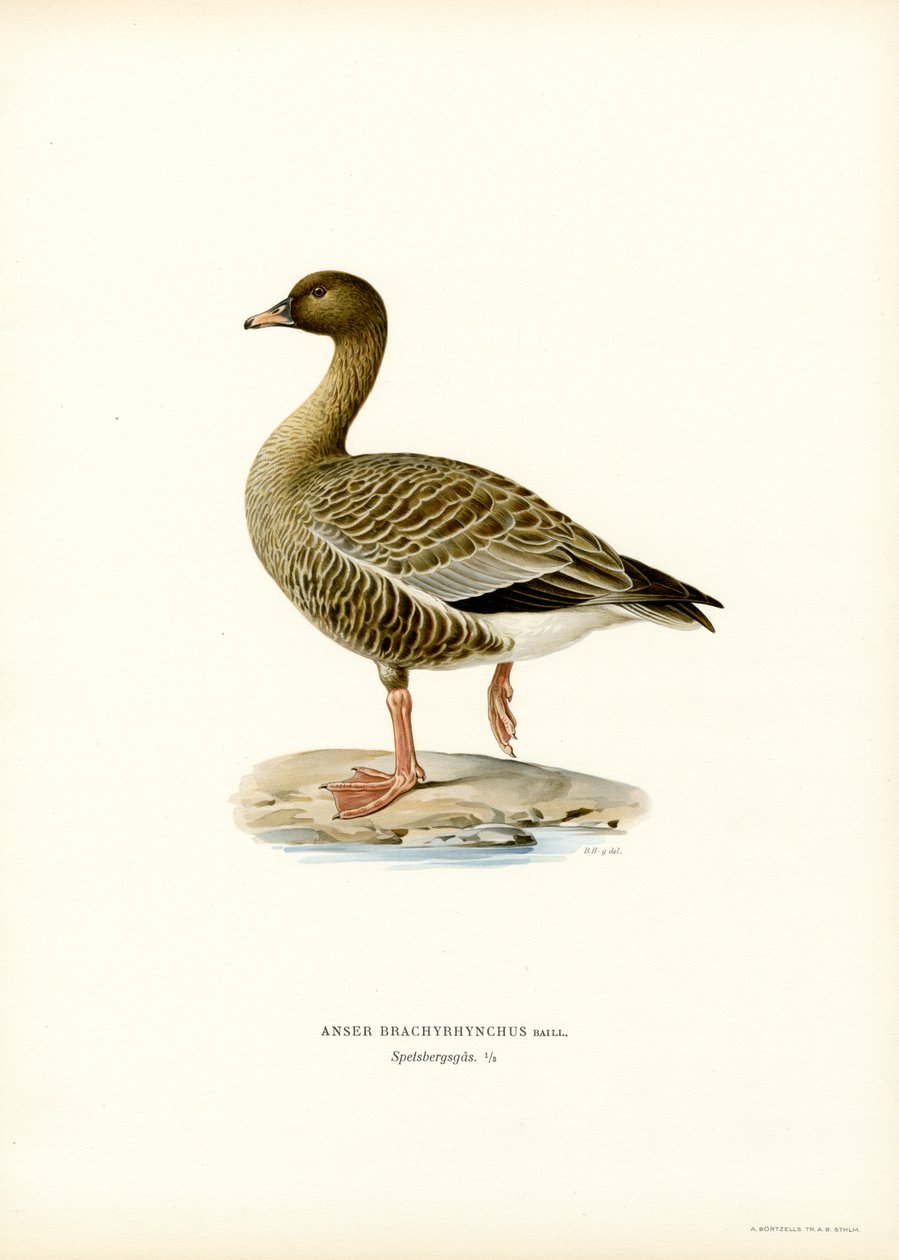 Pembe Ayaklı Kaz (renkli lito) by Magnus Ferdinand and Wilhelm von Wright
