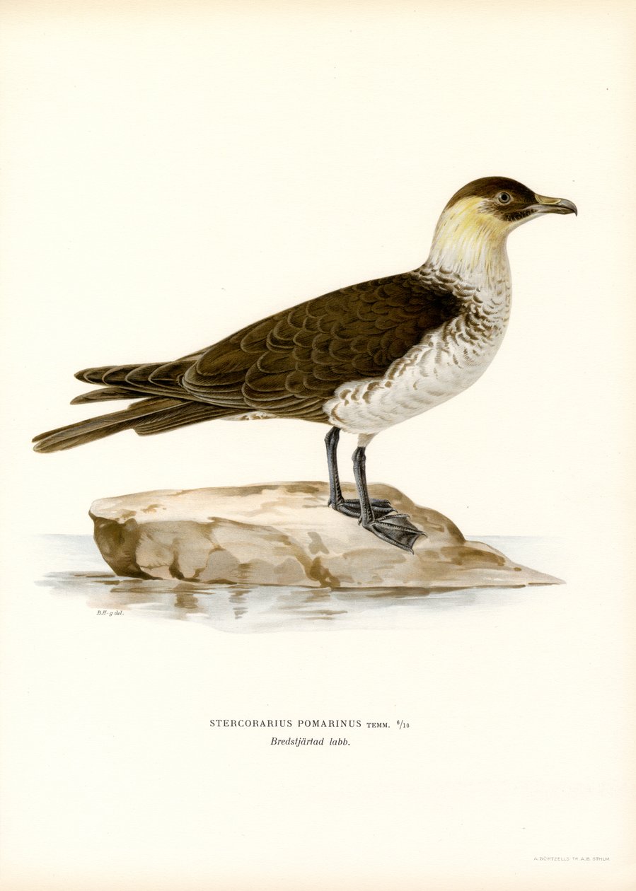 Pomarine Skua (renk üyeleri) by Magnus Ferdinand and Wilhelm von Wright