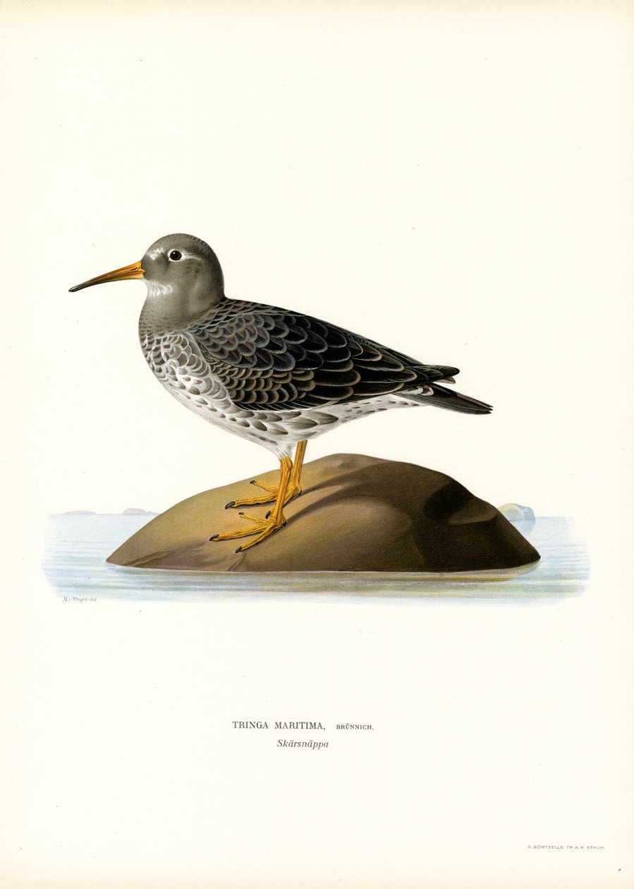 Mor Sandpiper (renkli lito) by Magnus Ferdinand and Wilhelm von Wright