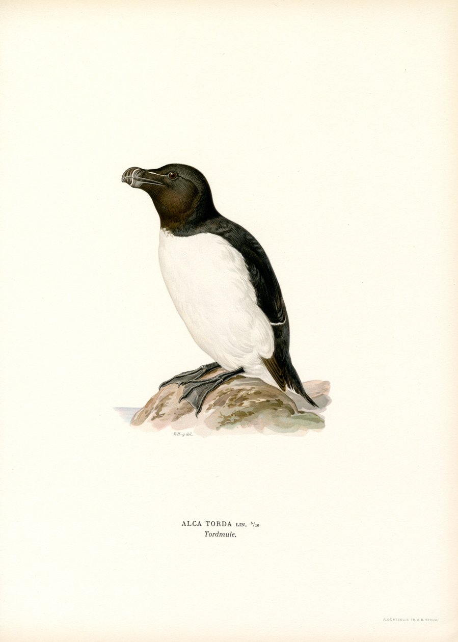 Razorbill (renkli taş) by Magnus Ferdinand and Wilhelm von Wright