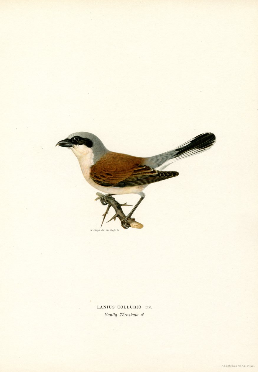 Kırmızı sırtlı Shrike (renkli lito) by Magnus Ferdinand and Wilhelm von Wright