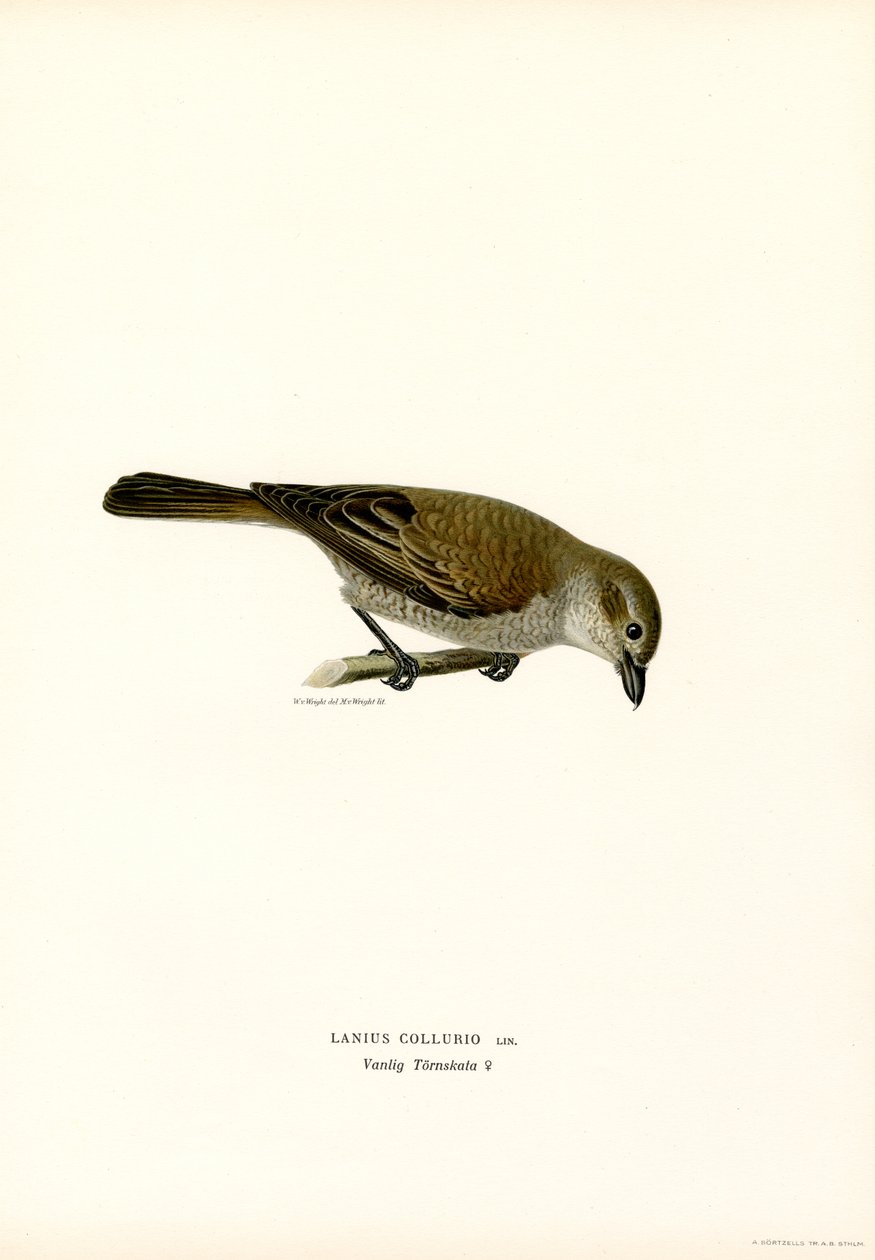 Kırmızı sırtlı Shrike (renkli lito) by Magnus Ferdinand and Wilhelm von Wright