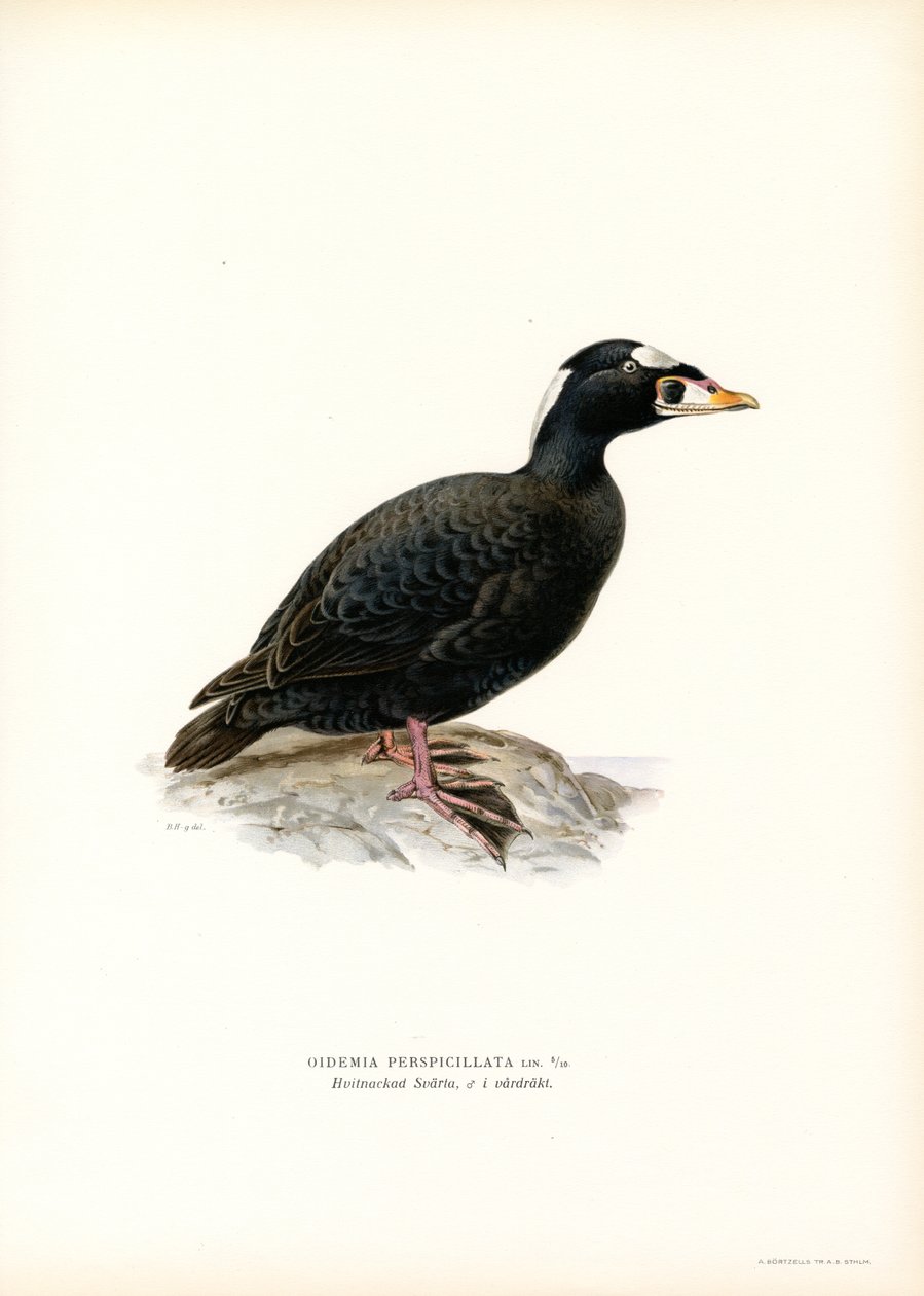 Kırmızı gagalı Scoter (renkli taş) by Magnus Ferdinand and Wilhelm von Wright