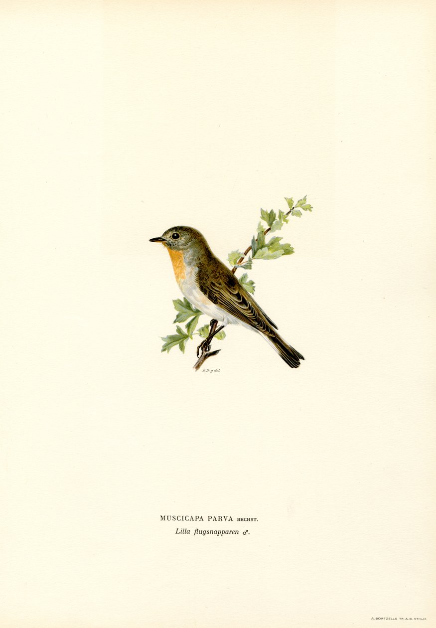 Kırmızı göğüslü Sinekkapan (renkli taş) by Magnus Ferdinand and Wilhelm von Wright