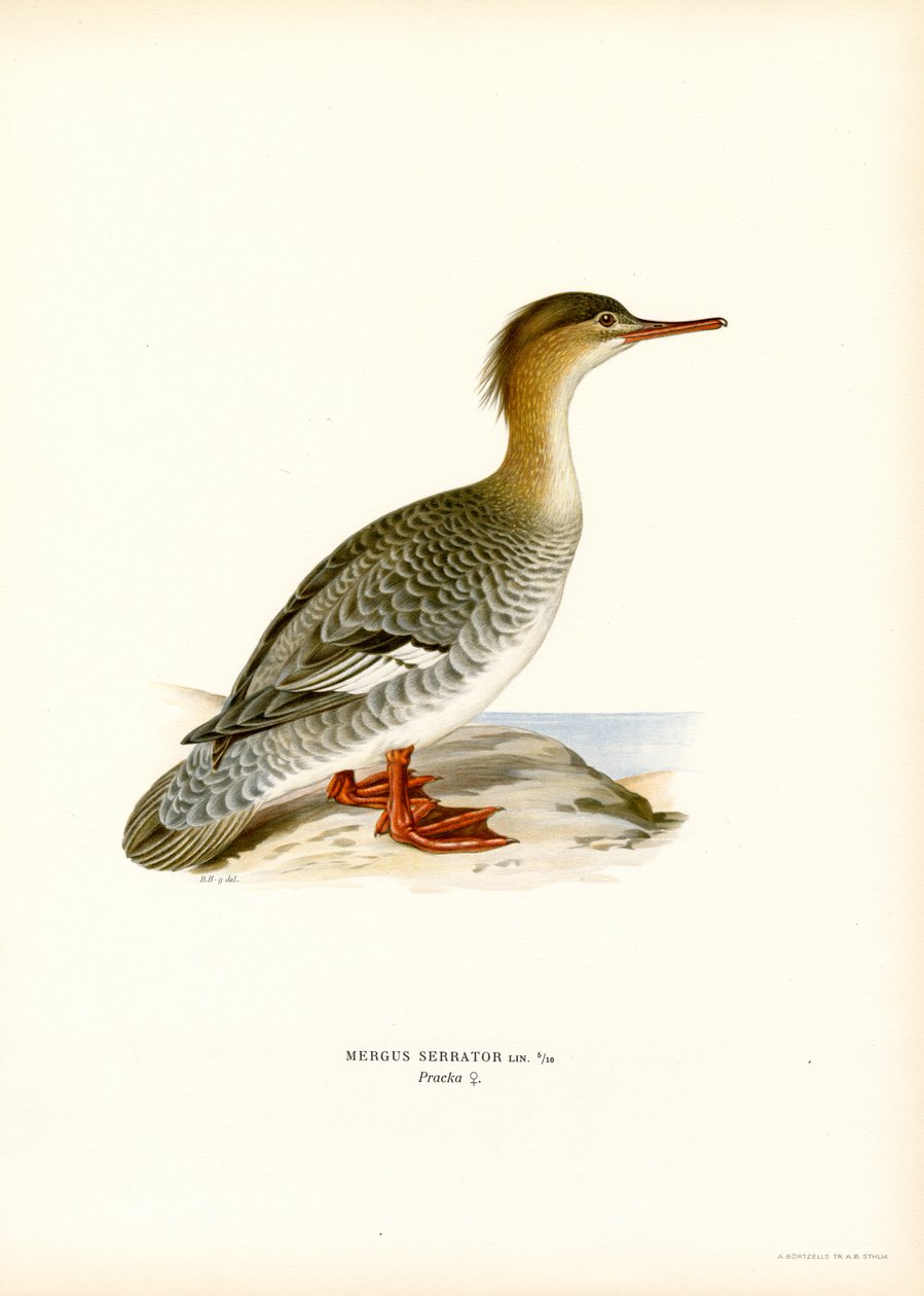 Kırmızı göğüslü Merganser (renkli taş) by Magnus Ferdinand and Wilhelm von Wright
