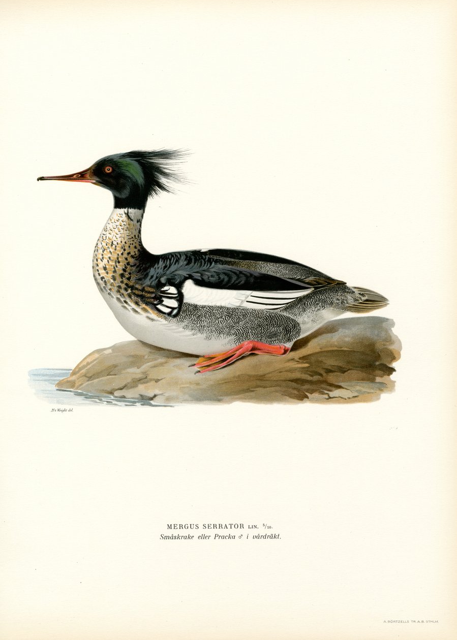 Kırmızı göğüslü Merganser (renkli taş) by Magnus Ferdinand and Wilhelm von Wright