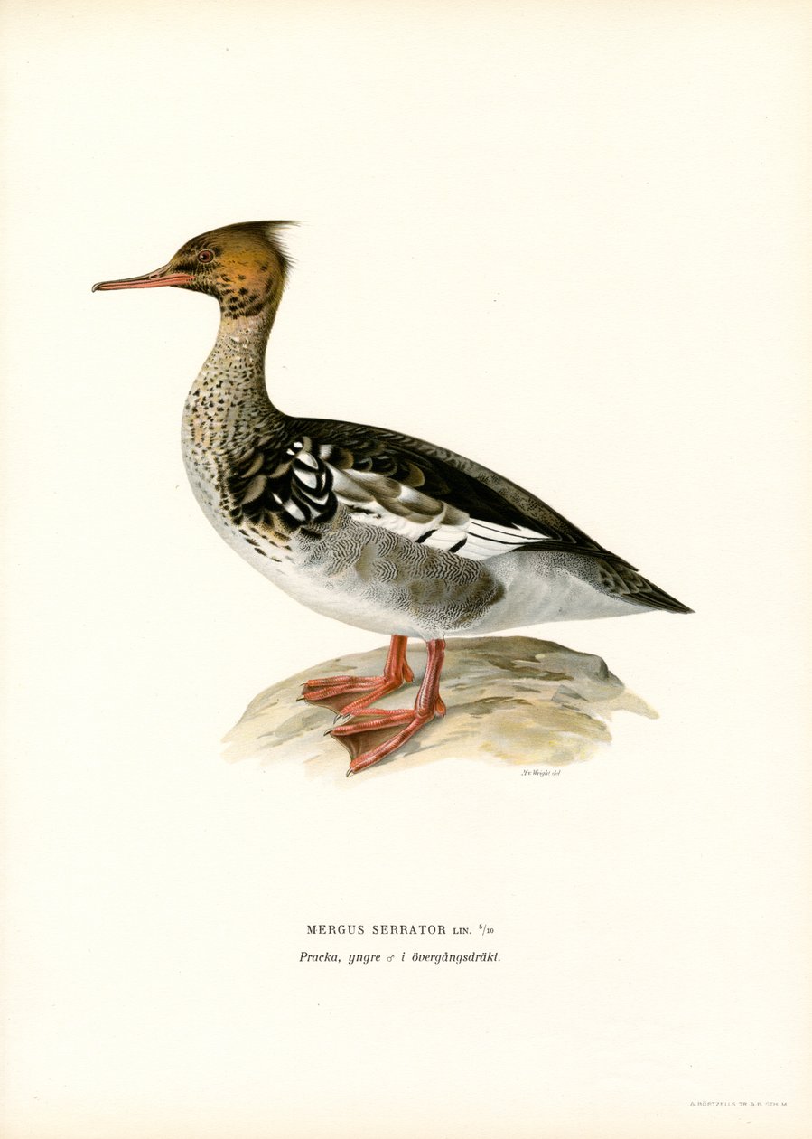 Kırmızı göğüslü Merganser (renkli taş) by Magnus Ferdinand and Wilhelm von Wright