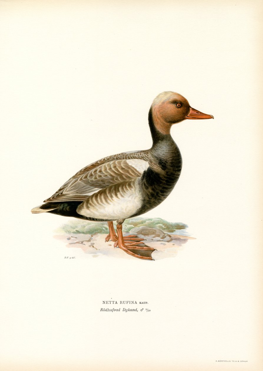 Kızıl Tepeli Ördek (renkli taş) by Magnus Ferdinand and Wilhelm von Wright