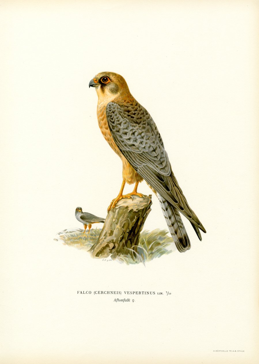 Kırmızı ayaklı Şahin (renkli taş) by Magnus Ferdinand and Wilhelm von Wright
