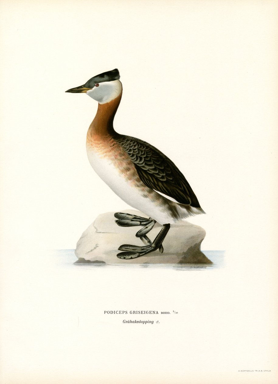 Kızıl boyunlu batağan (renkli taş) by Magnus Ferdinand and Wilhelm von Wright