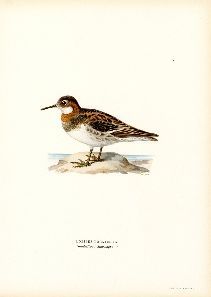 Kırmızı boyunlu Phalarope (renkli taş) by Magnus Ferdinand and Wilhelm von Wright