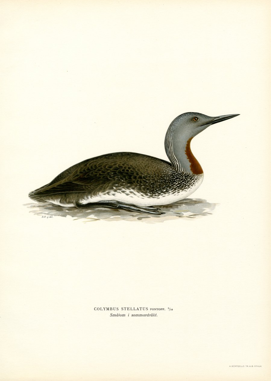 Kırmızı boğazlı Dalgıç (renkli taş) by Magnus Ferdinand and Wilhelm von Wright