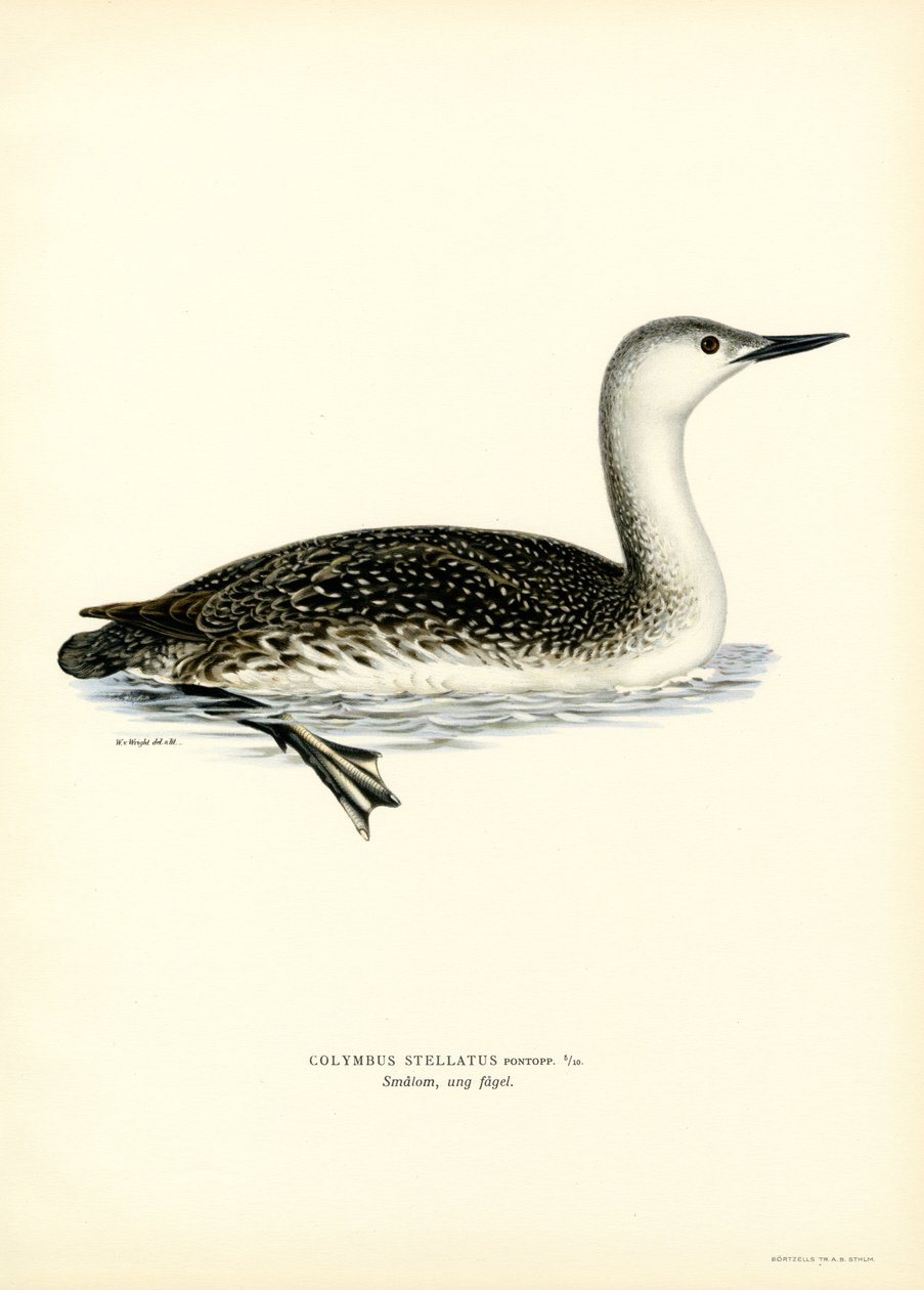 Kırmızı boğazlı Dalgıç (renkli taş) by Magnus Ferdinand and Wilhelm von Wright