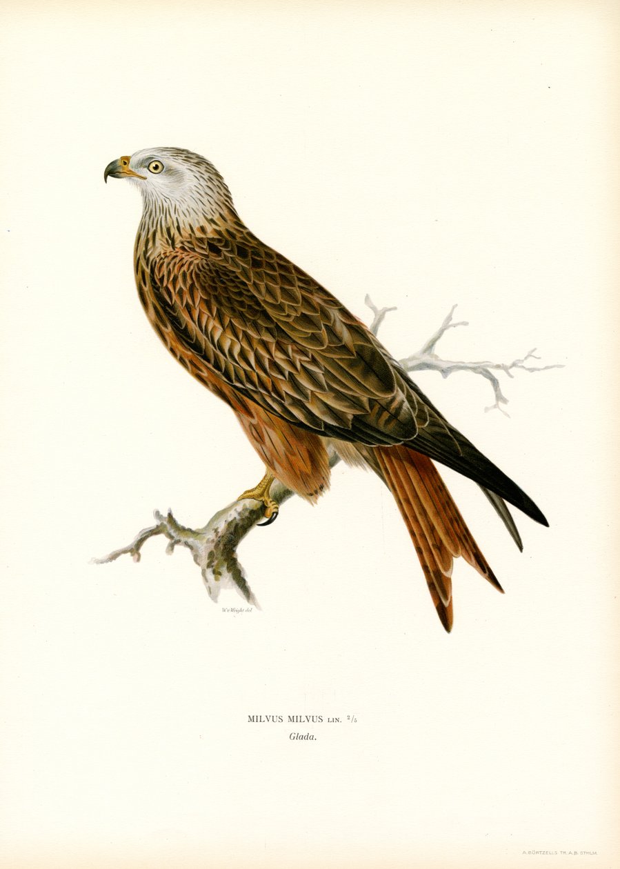 Kırmızı Uçurtma (renkli taş) by Magnus Ferdinand and Wilhelm von Wright